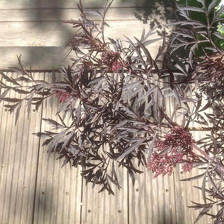 Au Fond Du Jardin Maison D'Hotes Saint-Saëns エクステリア 写真