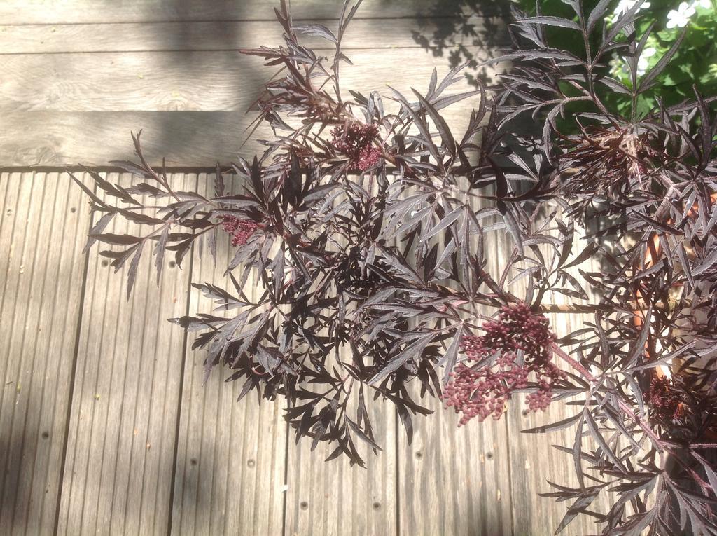 Au Fond Du Jardin Maison D'Hotes Saint-Saëns エクステリア 写真